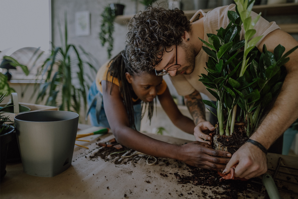 Mature couple repotting a plant together